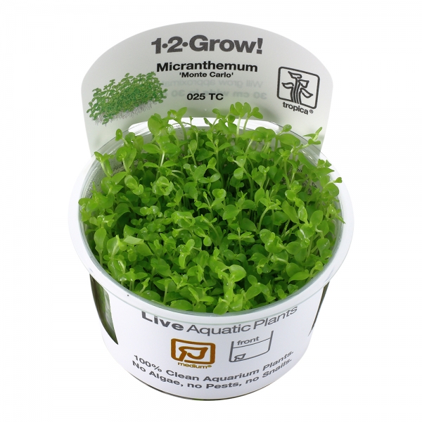 Micranthemum tweediei 'Monte Carlo' - Zwergperkraut 1-2-Grow!